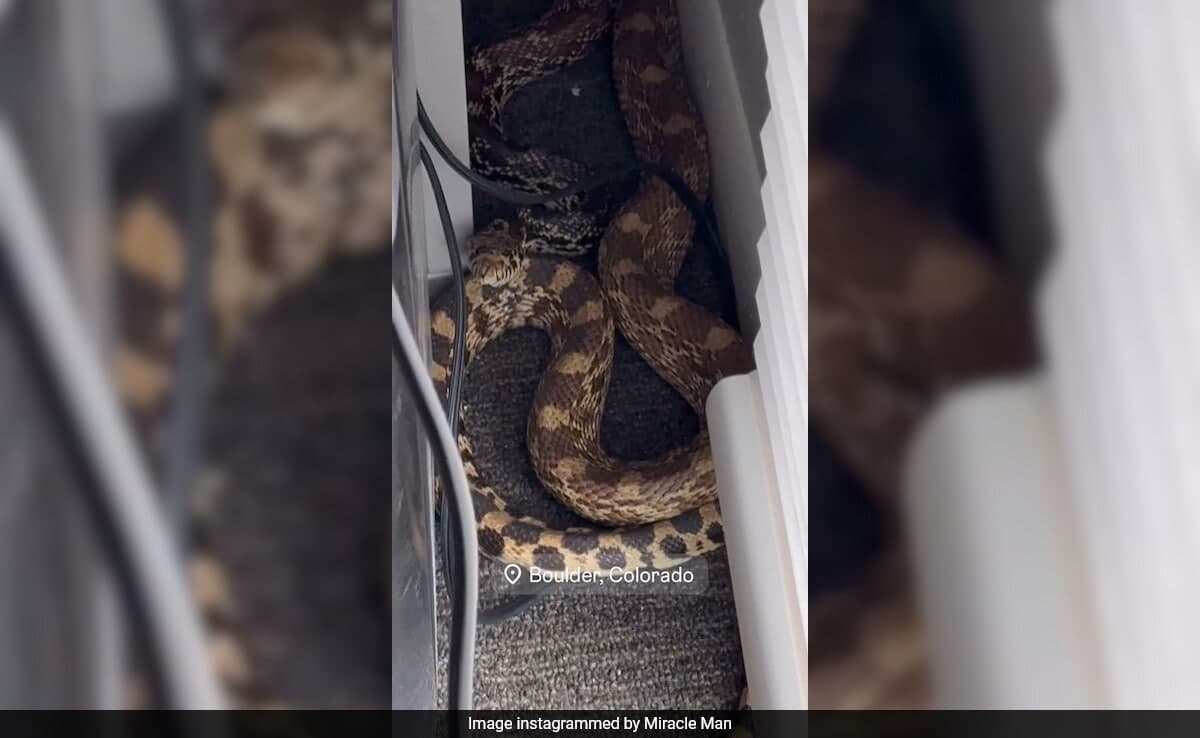 Thumbnail for Bull Snake Shocks Colorado Influencer by Slithering Under Desk, Office Stunned