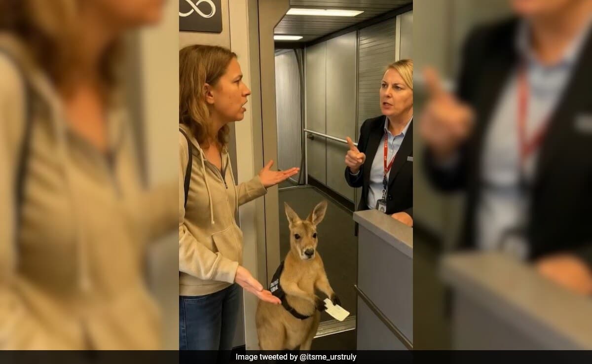 Thumbnail for Kangaroo Boarding Pass Standoff: AI Marsupial Calmly Outwaits Airport Debate
