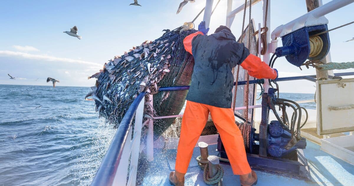 Thumbnail for Devon Fisherman Nets Ultra-Rare Blue Lobster Twice in 12 Days