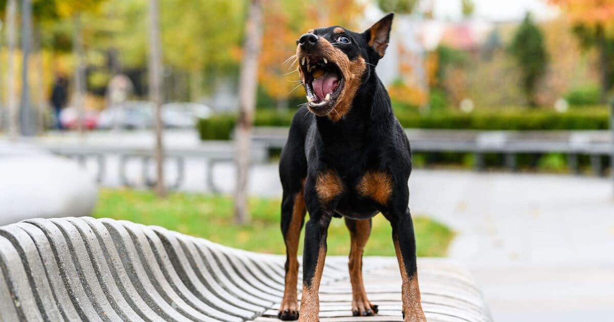 Thumbnail for Dog Trainer Kerry Dissects 7 Behaviors at Howl School, Declares Humans Arrogant