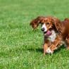 Thumbnail for Neighbor's Dog Invades Garden, Owner Demands Access