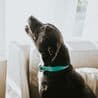 Thumbnail for RSPCA Dog Barks Trigger Fines: Owners Decode 5 Noisy Signals