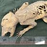 Thumbnail for Michigan State's 'Capacabra': Mummified Mystery with Human-Like Hands
