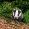 Thumbnail for Badger Man’s Land Rover Torched: Isle of Wight Cat Blamed, £18K Lost