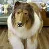 Thumbnail for Toco The Human Dog Spends £12,480, Opens Human Zoo for Collie Wannabes