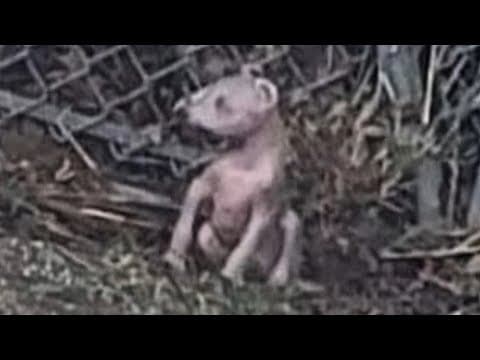 Thumbnail for Couple in Puerto Rico Adopts Dog That Looks Exactly Like a Real-Life Chupacabra