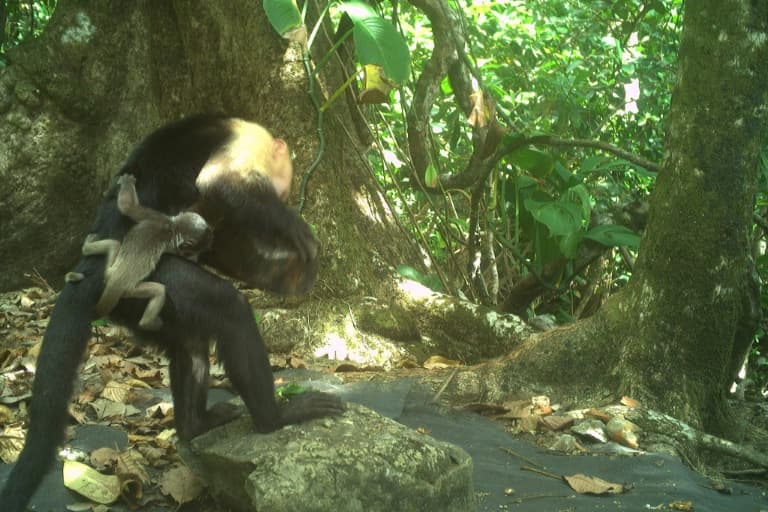 Thumbnail for Capuchin Monkeys Launch Infant Howler Monkey Heist on Panama Island