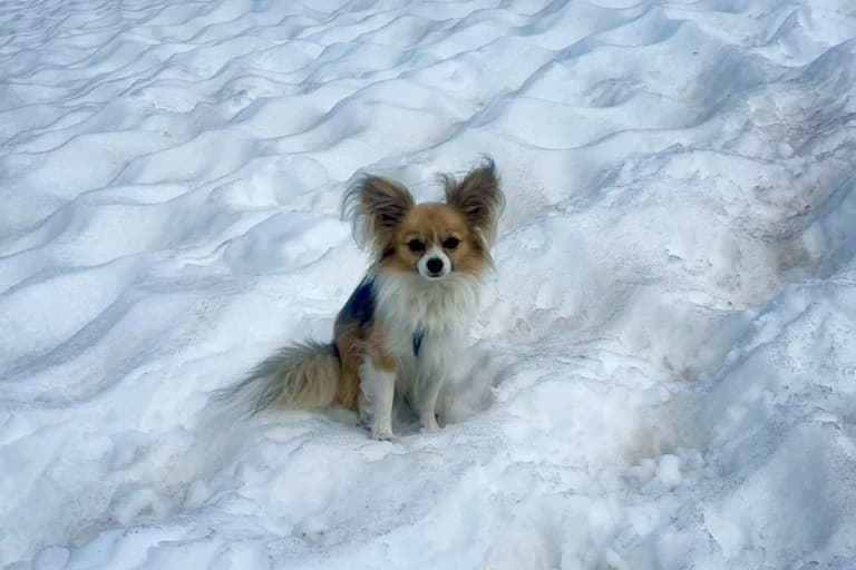 Thumbnail for Chihuahua Pins Hiker’s Fate: Swiss Alps Glacier Rescue, 8-Meter Crevasse Drama