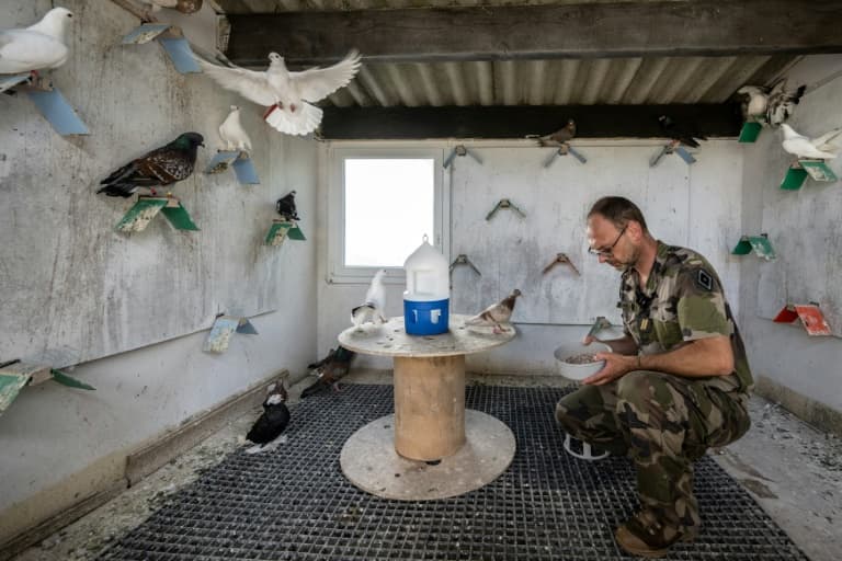 Thumbnail for French Military’s 193 Pigeons Race at Mont Valerien, Honor Wartime Secrets