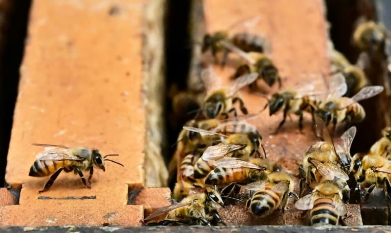 Thumbnail for Washington Truck Crash Unleashes 250 Million Bees, Police Urge Retreat