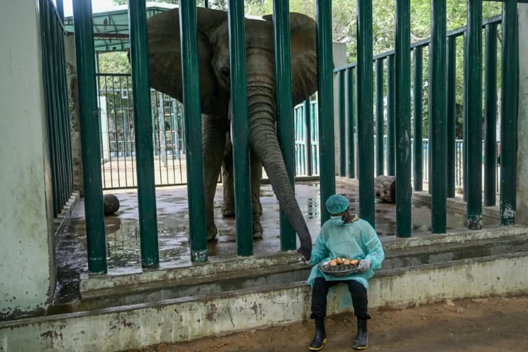 Thumbnail for Pakistan Elephants Swallow 400 Human TB Pills in Daily Food Circus
