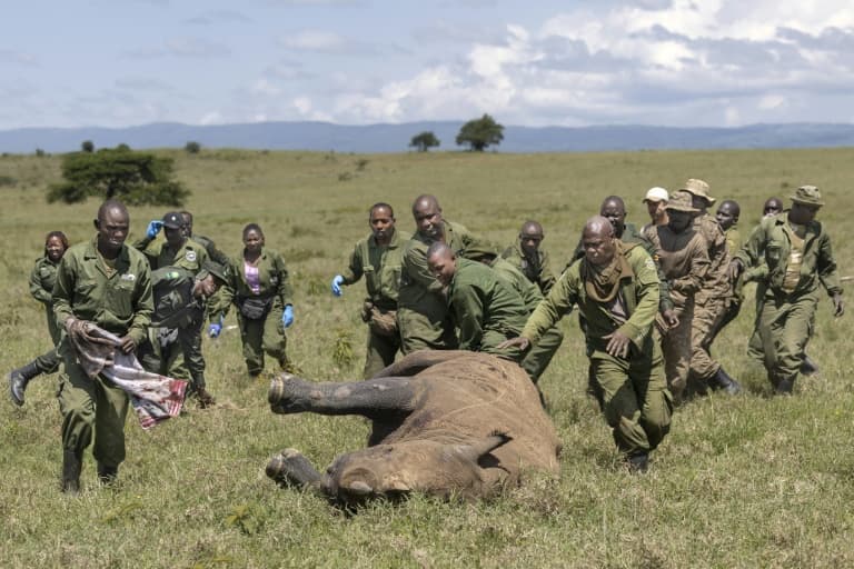 Thumbnail for Nakuru Rhino Outruns Crane Truck, Rangers Foiled by Bushes and Antidote