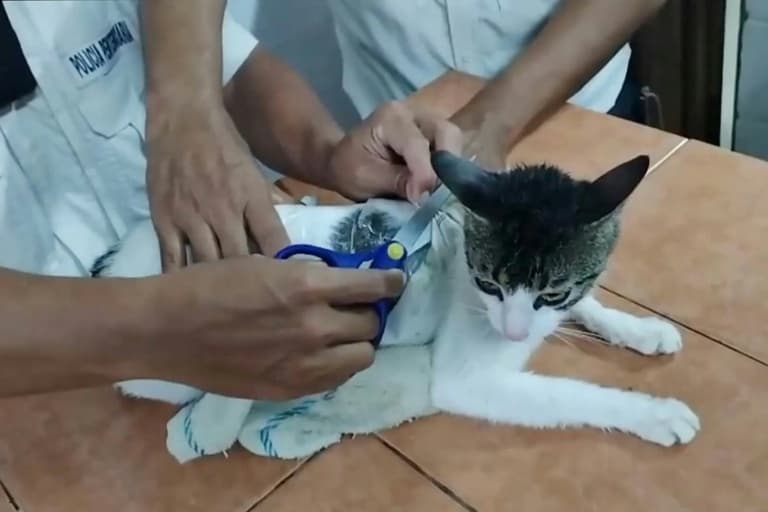 Thumbnail for Costa Rica Prison Cat Nabbed With 297 Grams Drugs in Daring Fence Leap