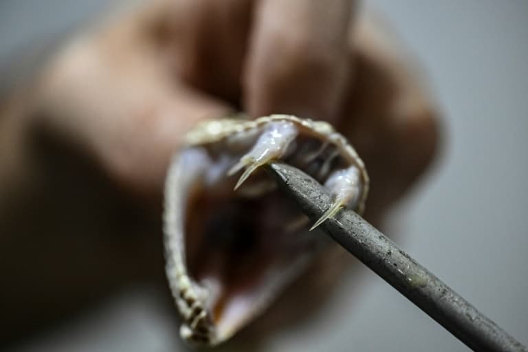 Thumbnail for Tim Friede Lets Deadliest Snakes Bite Him 200 Times, Ignites Antivenom Breakthrough