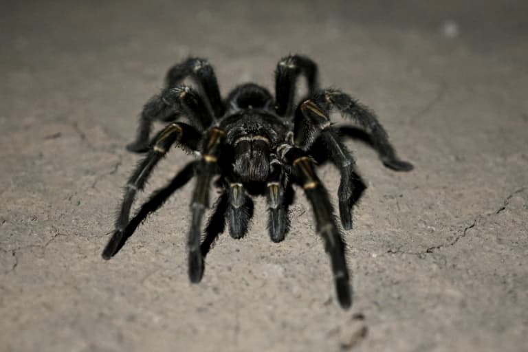 Thumbnail for 1,500 Tarantulas Crammed in Cookie Shipment Baffle Cologne-Bonn Customs