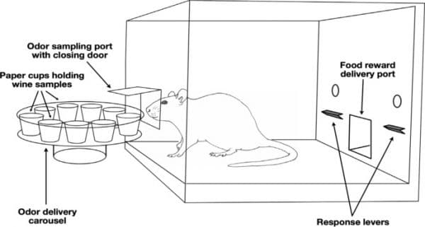 Thumbnail for Rats Now Ace Wine Tastings, Sniff Out Riesling From Sauvignon Blanc in Lab Tests