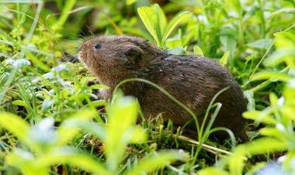Thumbnail for Welsh Water Vole Poop Glitters as Scientists Feed Purple Sparkle Apples