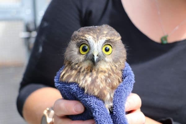 Thumbnail for Owls Brandish Towels Like Jedi Robes at Global Rehab Centers
