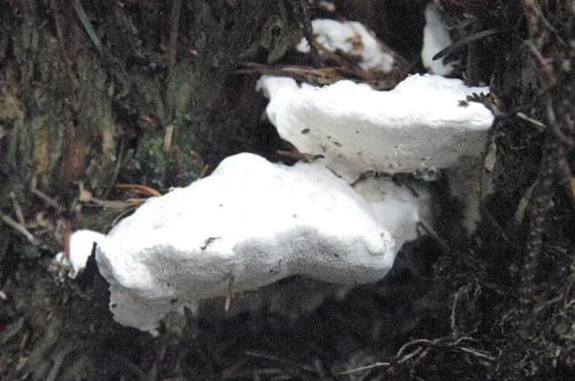 Thumbnail for Scientists Discover Mushroom So Bitter It Could Ruin Your Entire Week