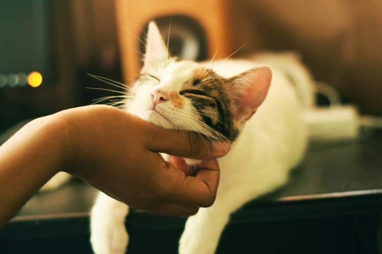 Thumbnail for Swiss Pensioner Hauled to Court for Ten-Month Cat-Feeding Sabotage Spree in Zurich