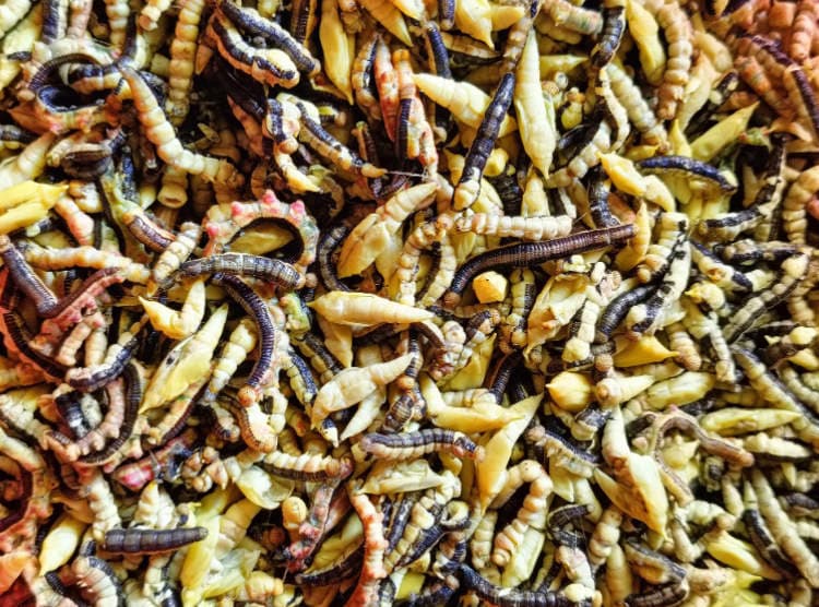 Thumbnail for Cassia Caterpillars Command Vietnam’s Spring Menus With Crunchy Gold