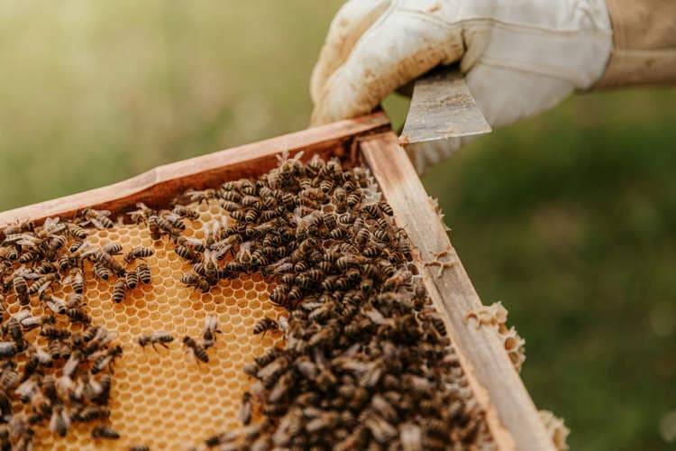 Thumbnail for Spanish Beekeeper's Bees Attack Police During Traffic Stop