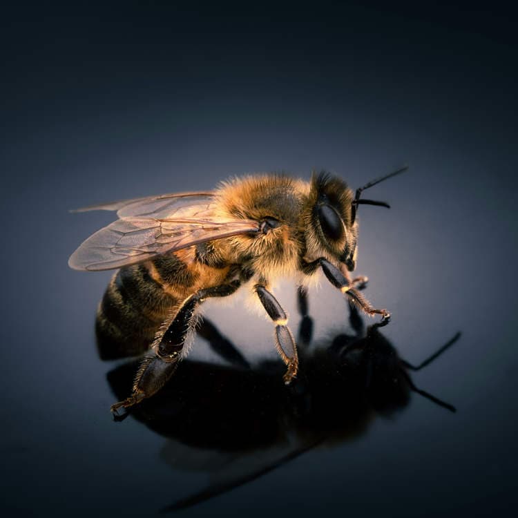 Thumbnail for Beijing Scientists Strap 74mg Brain on Bees, Direct Aerial Recon Missions