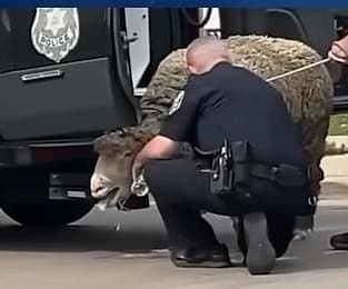 Thumbnail for 200-Pound Sheep Leads Milwaukee Police on Urban Marathon