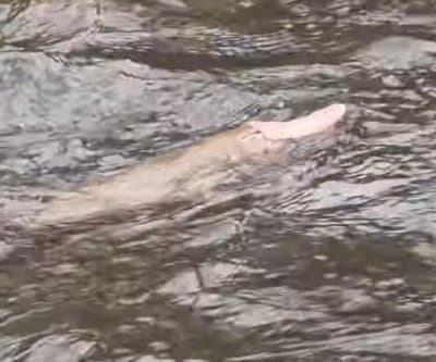 Rare pink platypus spotted in Victoria stuns anglers on cam