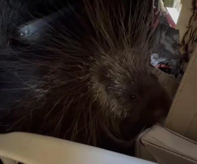 Thumbnail for Porcupine Hides 538 Miles in Plane Wreck, Helicopter, Boat, Flatbed