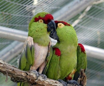 Thumbnail for Texas Border Agents Intercept 20 Parrots in SUV, Zoo Gains Feathered Contraband