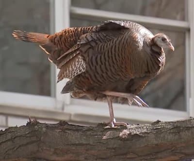 Thumbnail for Celebrity Turkey Makes Triumphant Return to Manhattan in Search of Love