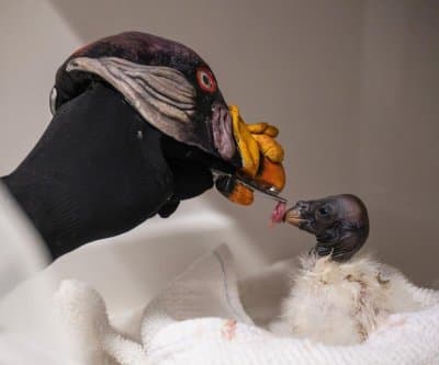 Thumbnail for Bronx Zoo Uses Realistic Vulture Puppet to Feed Hand-Raised Chick