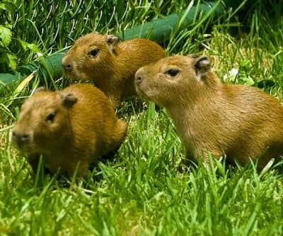 Thumbnail for Three Capybara Pups Debut at New Orleans Zoo, Outsprint Swamp Train