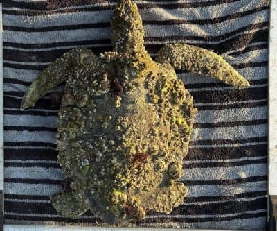 Thumbnail for North Carolina Green Turtle Unveils 1.5-Pound Barnacle Disguise Rescue