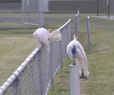 Thumbnail for Sydney Cockatoos Master Human Drinking Fountains, Quench Thirst in Style