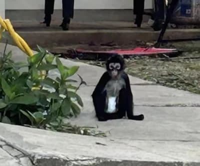 Thumbnail for Diapered Spider Monkey Leads San Antonio Street Chase