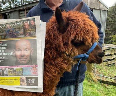 Thumbnail for 27-Year-Old New Zealand Alpaca Outsmarts Rain, Shatters World Longevity Record