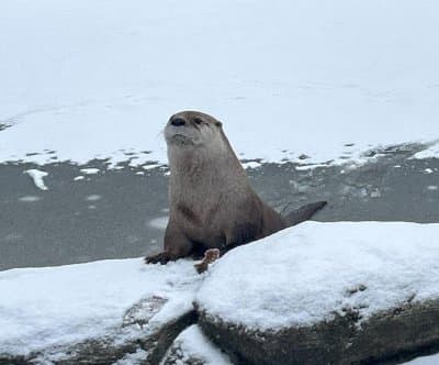 Thumbnail for Louie the Otter Escapes Wisconsin Zoo, Declares Himself Wild and Free
