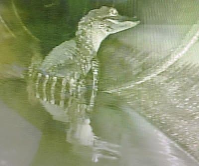 Thumbnail for Oviedo Alligator Caught Chilling in Pipe During Routine Camera Inspection