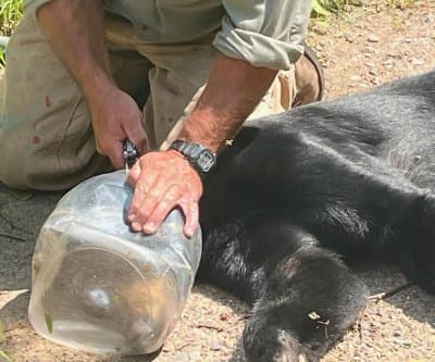 Thumbnail for Wisconsin Bear’s 50-Mile Jar Trek Ends in USDA Tranquilizer Drama