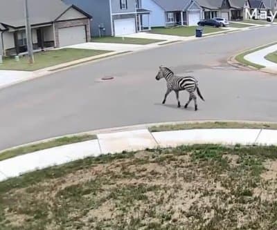 Thumbnail for Pet Zebra Causes Tennessee Highway Chaos, Dashes Into Woods Unseen