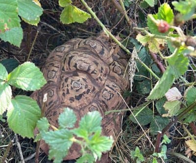 Thumbnail for Leopard Tortoise Shelley Walks 2.8 Miles, Outsmarts Fence, Claims Ice Cream