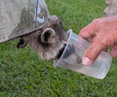 Thumbnail for Raccoon Rescue: Vidor ISD Staff Cut Open Dumpster, Hydrate Trapped Critter