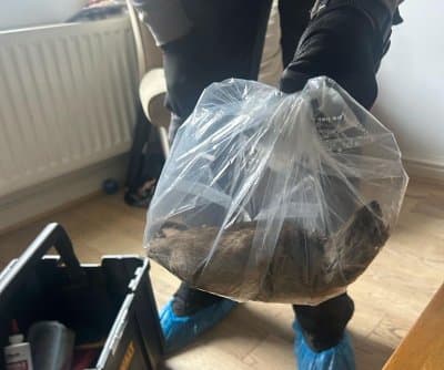 Thumbnail for Massive 22-Inch Rat Evicts Family, North Yorkshire Councilors Demand Cat-Sized Survey