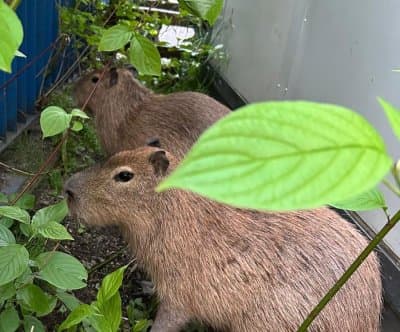 Thumbnail for Gdańsk Capybaras Flee Private Zoo, Police and Locals Join Wild Chase