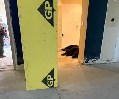 Thumbnail for Florida Bear Naps in Naples Condo Lobby, Police Share Sleepy Snap