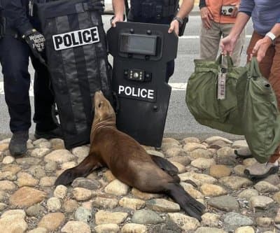 Thumbnail for California Sea Lion Named Pointer Interrupts Traffic, Claims Sprinkler Throne