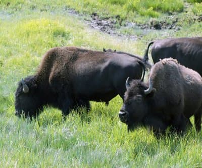 Thumbnail for Ontario’s 2 Rampaging Bison Shut Down Roads, Police Herd with Mating-Season Megaphone