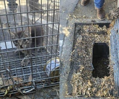 Thumbnail for Kitten Rescued from Livermore Storm Drain by Animal Control